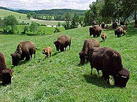 Attraction near Denver - Buffalo Herd 